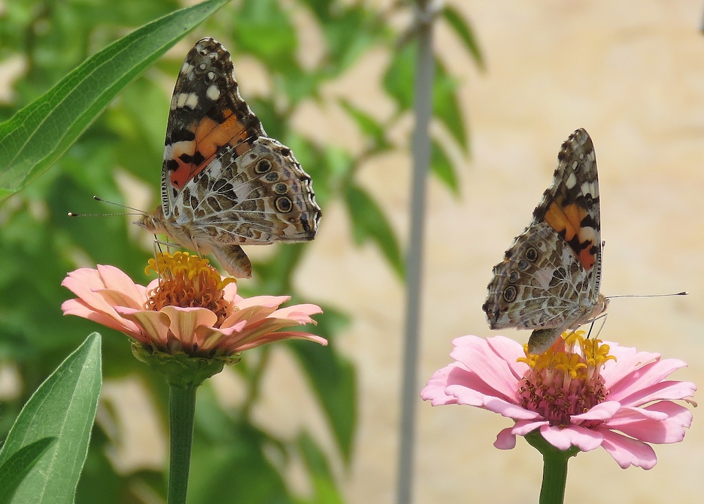 Pair of Painted Lady Butterflies on Zinnias